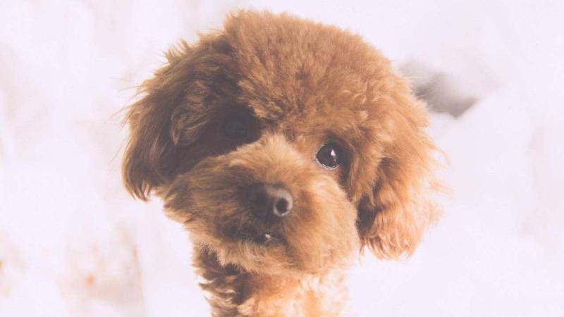 玩具贵宾犬好养吗？从这几个方面来分析什么下(图2)