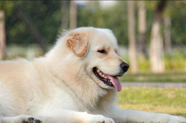 贵宾犬丢了怎莫找回去？有几个方法可以不合理借鉴看看(图2)