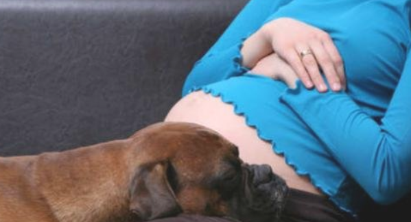 怀孕期间养狗狗常见问题(图2)