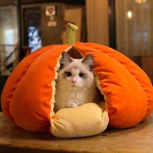 网上买的猫窝尺寸不对 猫主子的举动让人疑惑不解：还也可以努力抢救下(图1)