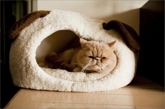 网上买的猫窝尺寸不对 猫主子的举动让人疑惑不解：还也可以努力抢救下(图2)
