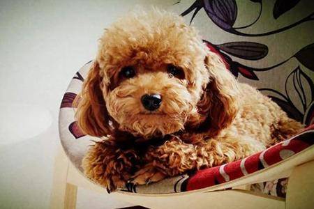 贵宾犬很黏人怎么办？这个可以根据不同情况这些方法(图1)