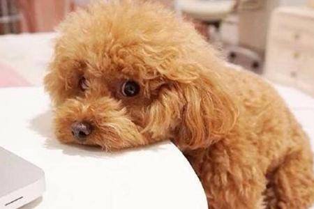 贵宾犬很黏人怎么办？这个可以根据不同情况这些方法(图3)