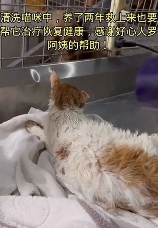 小伙爬入7米深的油管 营救掉的的猫咪：是确实很爱猫呀(图3)