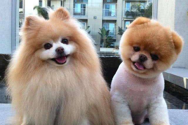 博美俊介掉毛十分严重吗？正常吗情况是应该不会的(图2)