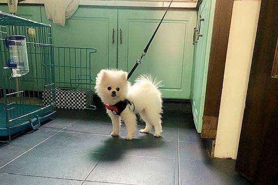 博美俊介掉毛十分严重吗？正常吗情况是应该不会的(图3)