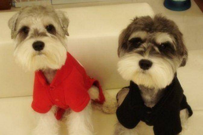 西高地和雪纳瑞区别 你清楚的有多少(图1)