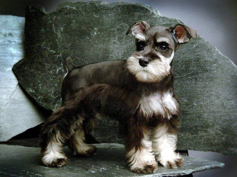 西高地和雪纳瑞区别 你清楚的有多少(图2)