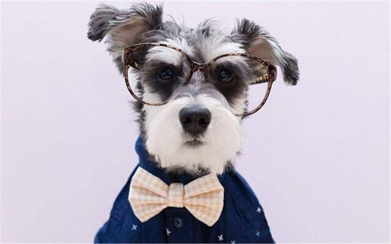 西高地和雪纳瑞区别 你清楚的有多少(图3)