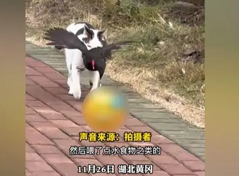 流浪猫叼着“大鸟”朝女孩望来 眼尖网友强调指出：这并不是什么就像的鸟(图2)
