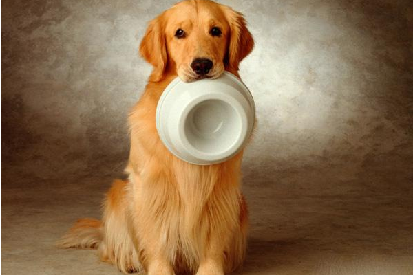 狗狗怎摸训练？教你五招速成法(图1)