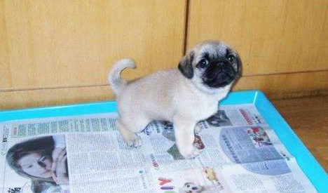 狗狗怎摸训练？教你五招速成法(图3)