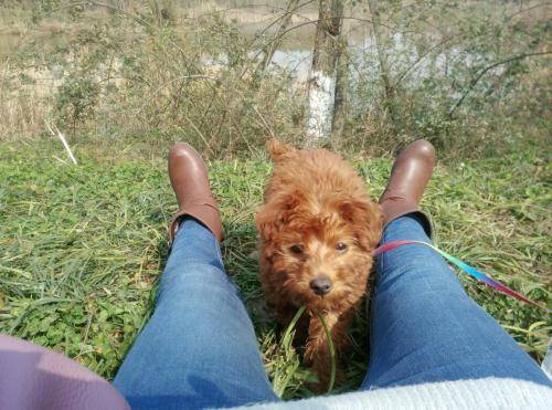 泰迪一天拉几次便便 过一次是正常吗范围(图1)