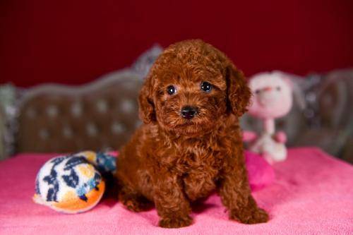 泰迪一天拉几次便便 过一次是正常吗范围(图2)