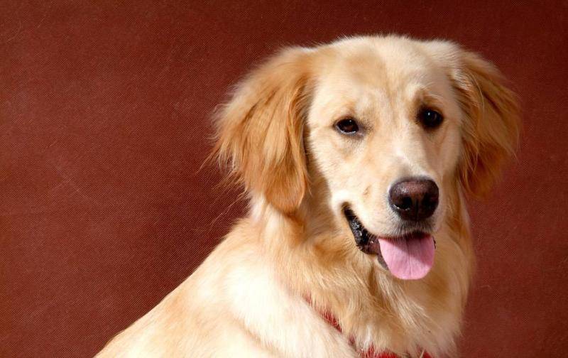 狗能不能吃香蕉吗？注意一点限量要多吃唐丧(图1)