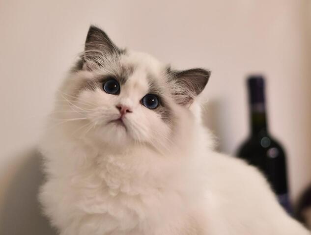 最漂亮啊的布偶猫 即使颜值再高 四个缺点应该没能苦苦忍受(图5)