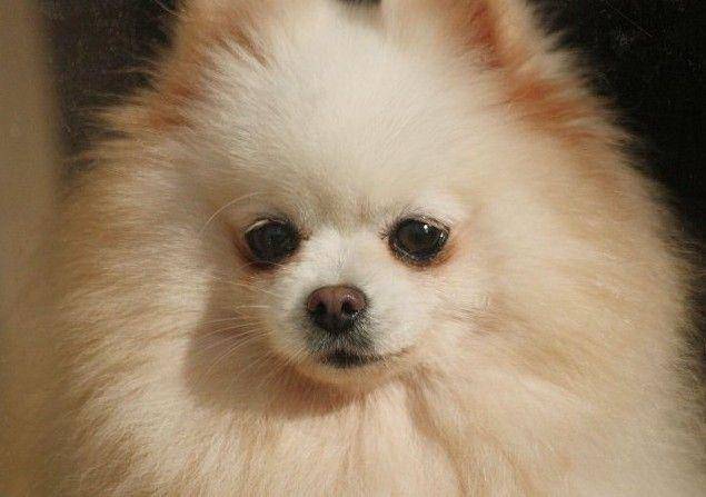 博美犬能长多大？超小型犬长不大(图1)