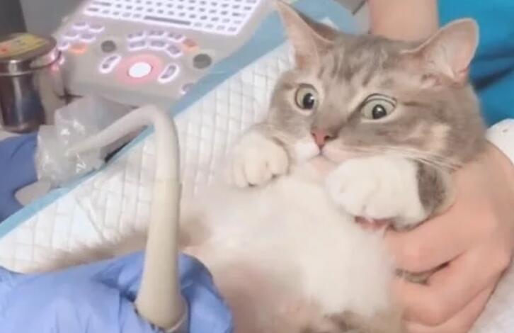 刚怀孕猫咪照B超 不安又可不敢不要乱动的样子萌主板坏：是男娃我还是女娃？(图2)