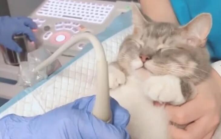 刚怀孕猫咪照B超 不安又可不敢不要乱动的样子萌主板坏：是男娃我还是女娃？(图1)