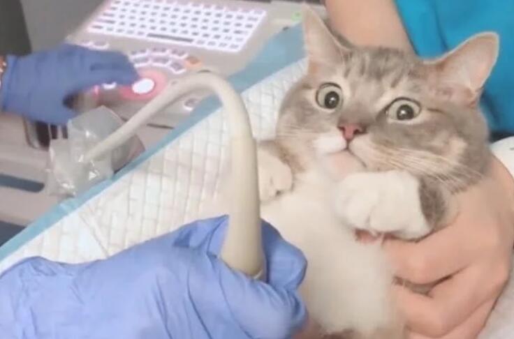 刚怀孕猫咪照B超 不安又可不敢不要乱动的样子萌主板坏：是男娃我还是女娃？(图3)