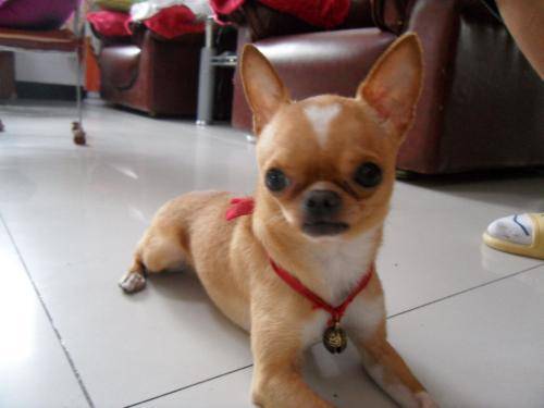 吉娃娃我想知道为什么这样的话凶？可能会你对它不够好(图1)