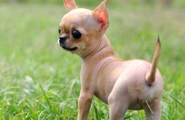 吉娃娃我想知道为什么这样的话凶？可能会你对它不够好(图2)