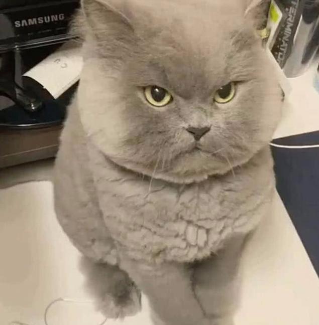 主人太无聊逗猫 却把猫咪得罪了 看见了猫咪的表情顿时笑抽(图1)
