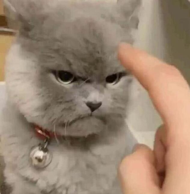 主人太无聊逗猫 却把猫咪得罪了 看见了猫咪的表情顿时笑抽(图4)