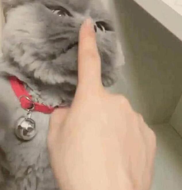 主人太无聊逗猫 却把猫咪得罪了 看见了猫咪的表情顿时笑抽(图3)