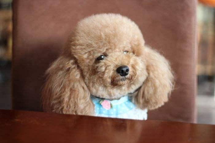 泰迪是可以吃米饭吗？吃米饭有什么好影响(图1)