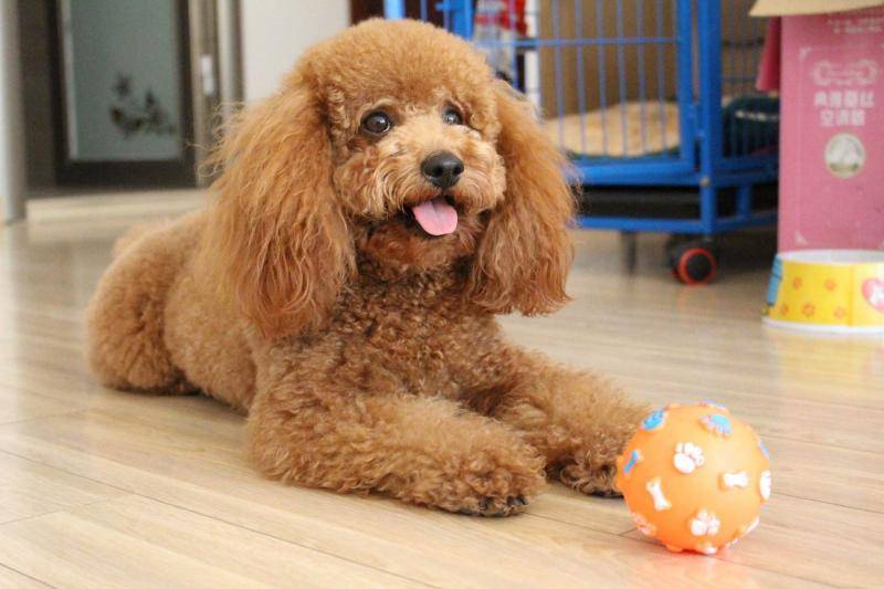 泰迪是可以吃米饭吗？吃米饭有什么好影响(图2)