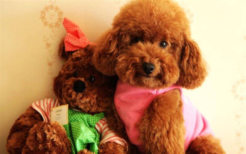 泰迪是可以吃米饭吗？吃米饭有什么好影响(图3)