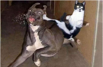 猫咪看到流浪猫 怀疑地位不保大骂 3分钟成功了骂退敌人(图1)