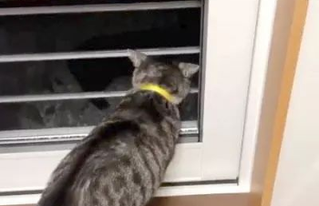 猫咪看到流浪猫 怀疑地位不保大骂 3分钟成功了骂退敌人(图2)