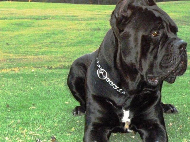 要如何养好卡斯罗犬？猛犬家庭饲养前先知道一点(图1)