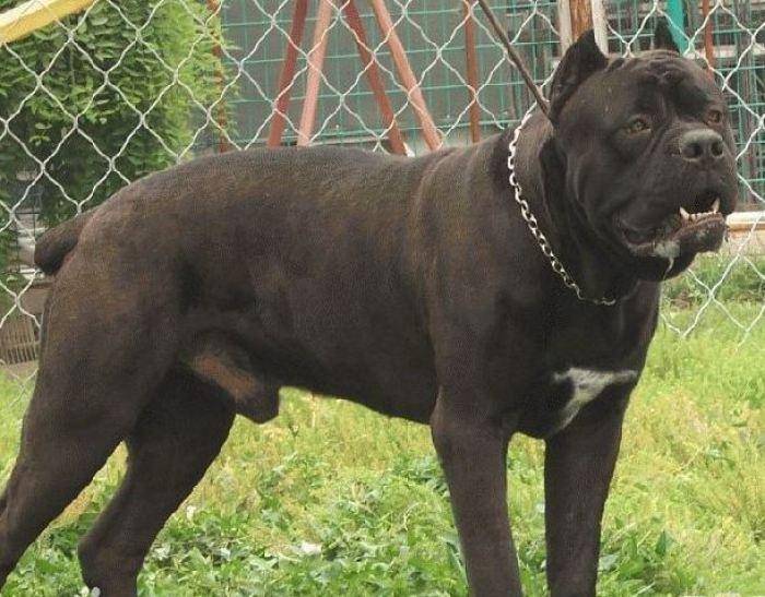 要如何养好卡斯罗犬？猛犬家庭饲养前先知道一点(图3)