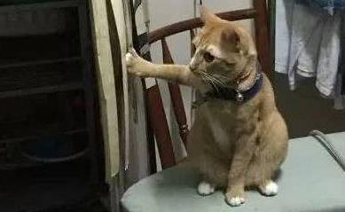 猫咪举止怪异 蹲在电熨板上 前爪搀扶帘布 主人上前看那笑喷了(图1)