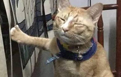 猫咪举止怪异 蹲在电熨板上 前爪搀扶帘布 主人上前看那笑喷了(图2)