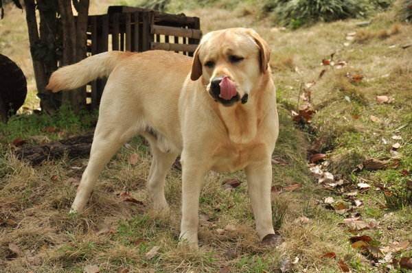 拉布拉多分俩种？这五种你曾经见过吗(图3)