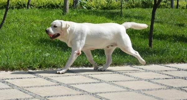 拉布拉多分俩种？这五种你曾经见过吗(图2)