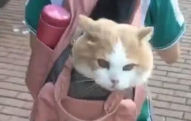 小学生霸气收养流浪猫 然后扔到书包都带走 猫咪的表情亮了(图1)