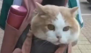 小学生霸气收养流浪猫 然后扔到书包都带走 猫咪的表情亮了(图2)