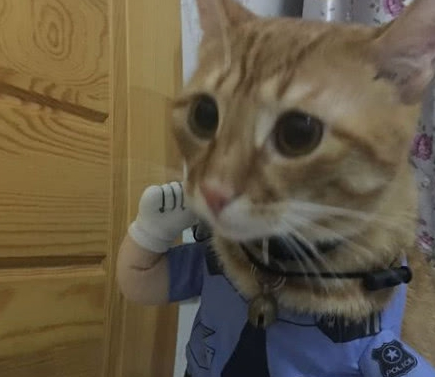 小学生霸气收养流浪猫 然后扔到书包都带走 猫咪的表情亮了(图4)