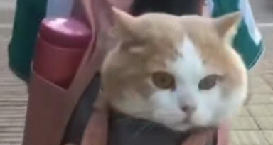 小学生霸气收养流浪猫 然后扔到书包都带走 猫咪的表情亮了(图3)