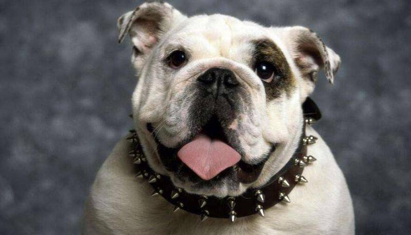 狗狗胰腺炎的症状 再次出现那些个情况请尽量(图2)