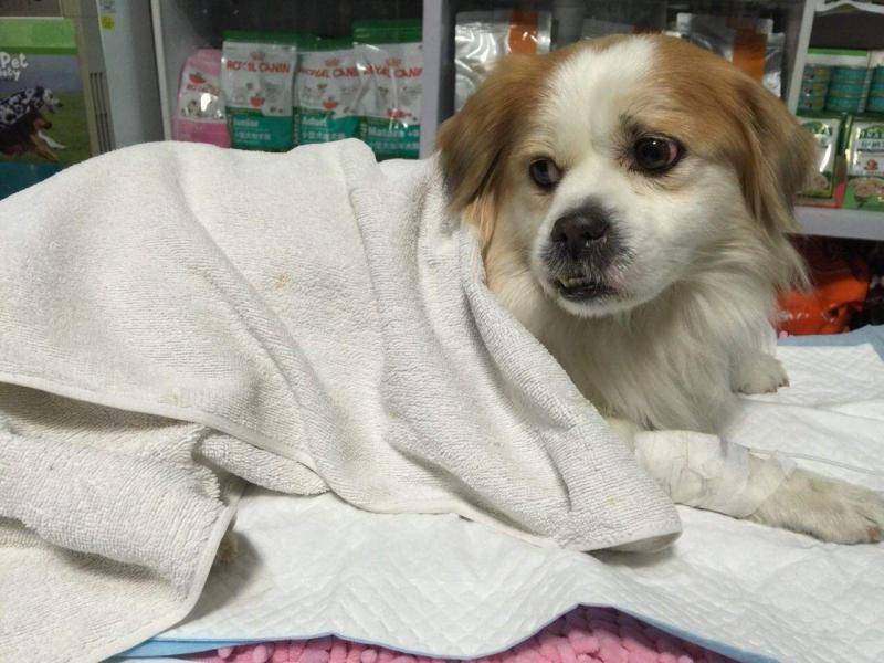 狗狗胰腺炎的症状 再次出现那些个情况请尽量(图1)