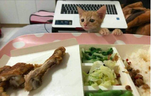 主人还在吃饭了,小猫双爪扒着桌子,眼睛盯着鸡腿看(图1)