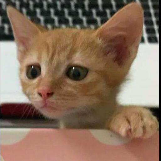 主人还在吃饭了,小猫双爪扒着桌子,眼睛盯着鸡腿看(图2)