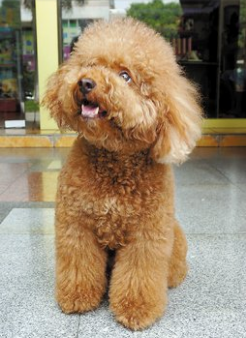 贵宾犬和金毛哪个精明?看下这些公认的答案(图2)