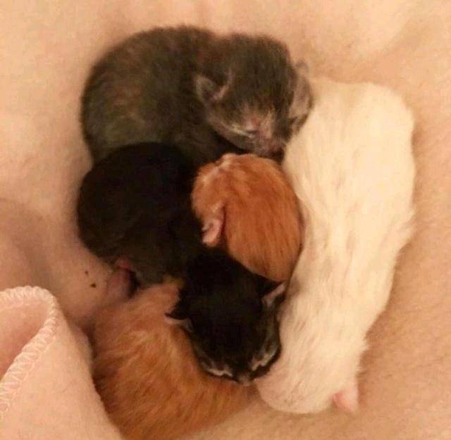 流浪猫每天向女孩讨食 却不当众吃 女孩诧异潜进来 才知背后心酸(图3)
